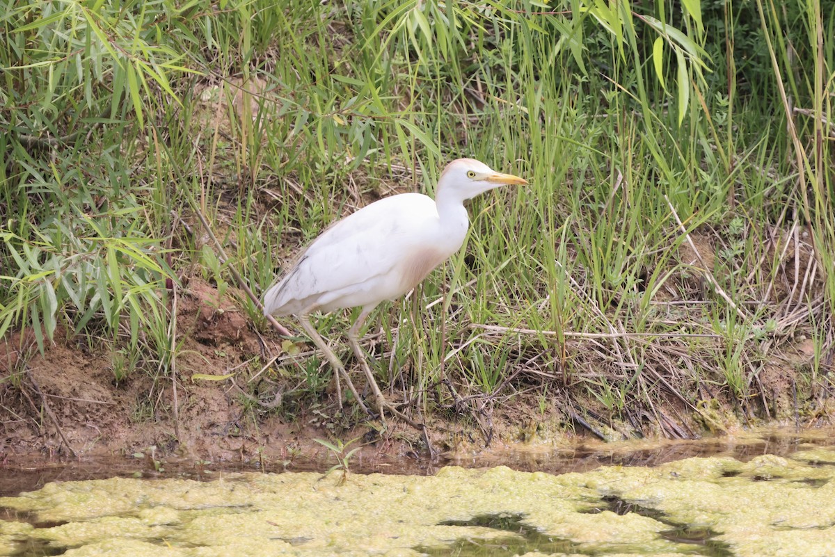 Western Cattle Egret - Anonymous