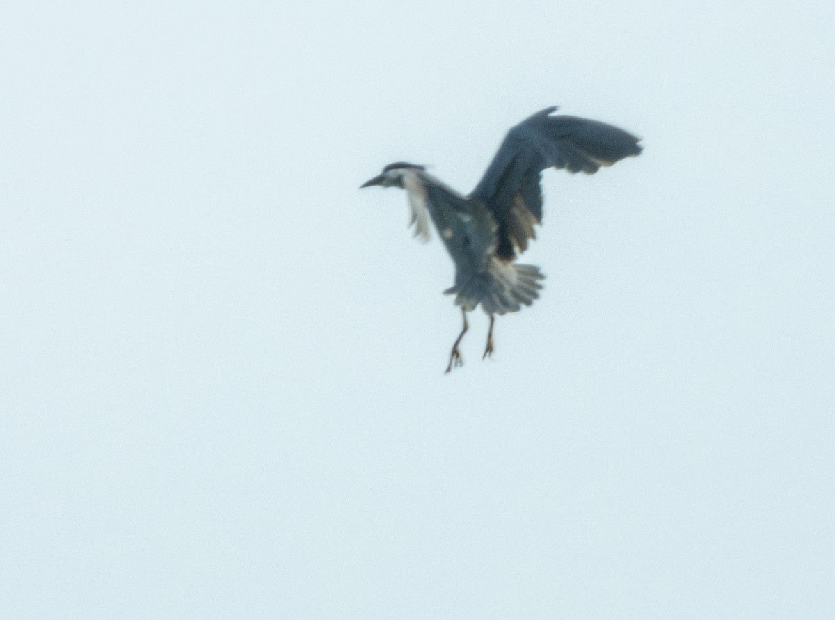 Black-crowned Night Heron - Mark Penkower