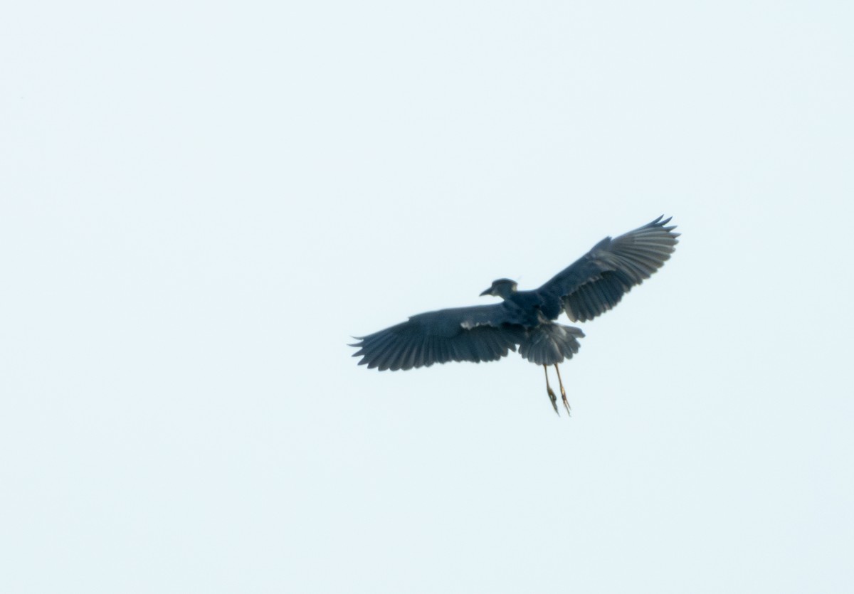 Black-crowned Night Heron - Mark Penkower