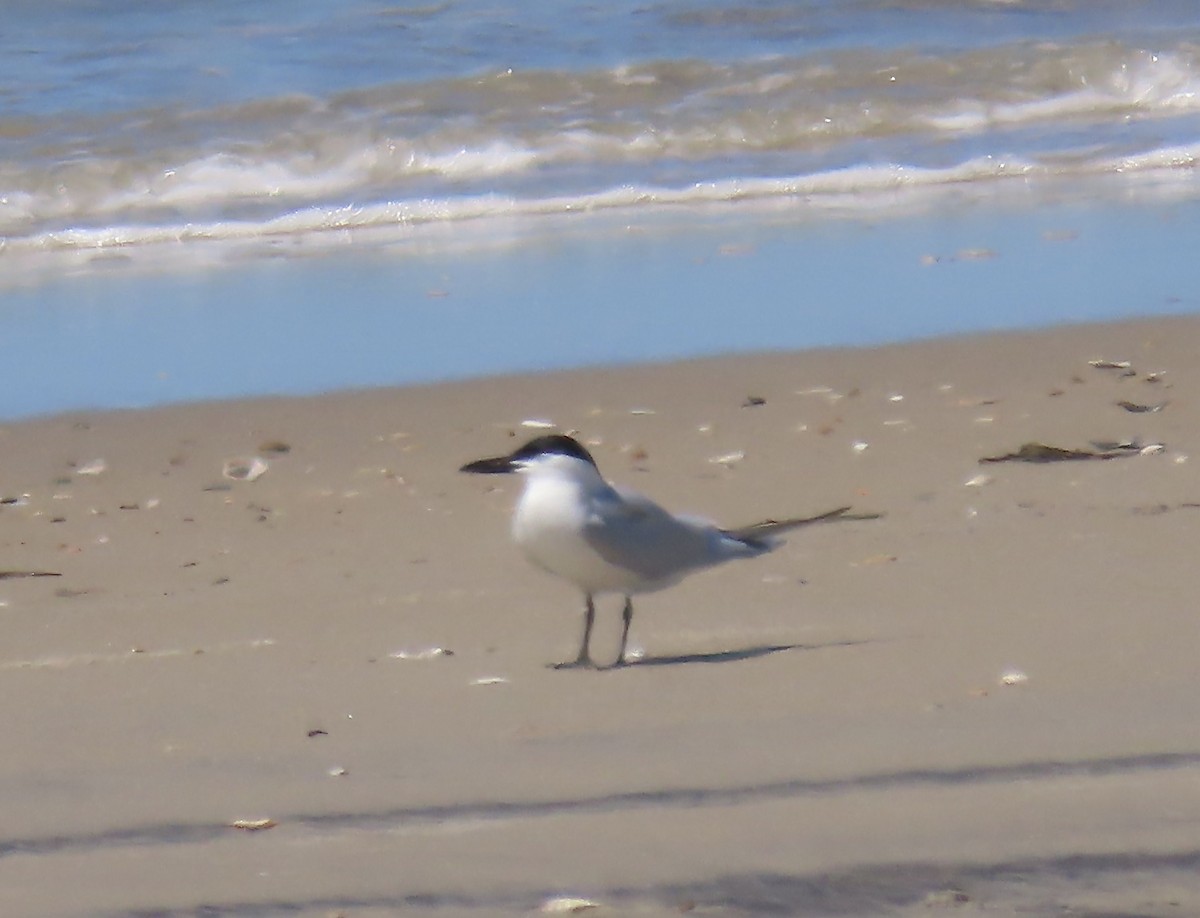 Gull-billed Tern - Vicki Nebes