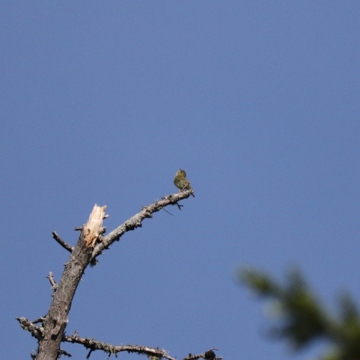 Yellow-bellied Flycatcher - ML619585833