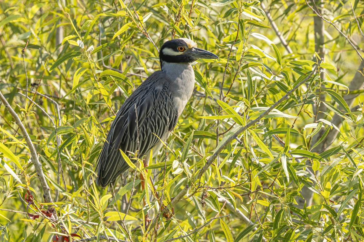 Yellow-crowned Night Heron - Scott Coupland