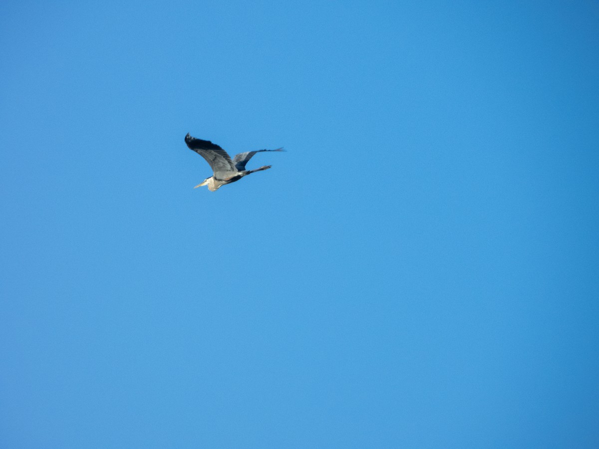 Great Blue Heron - Mark Penkower