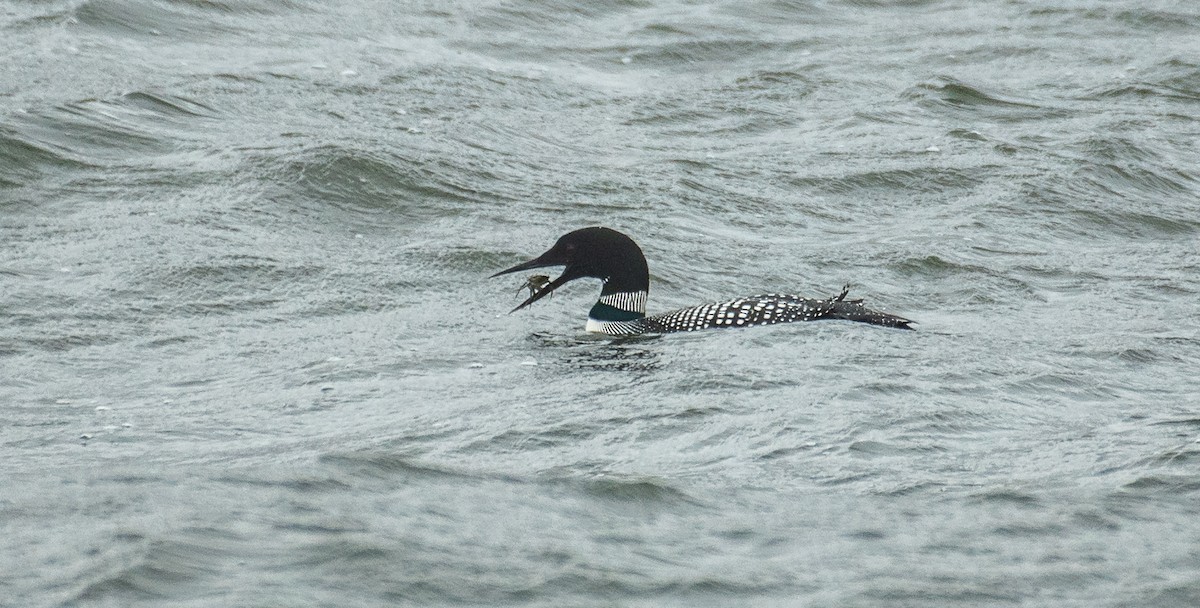 Common Loon - Theo de Clermont