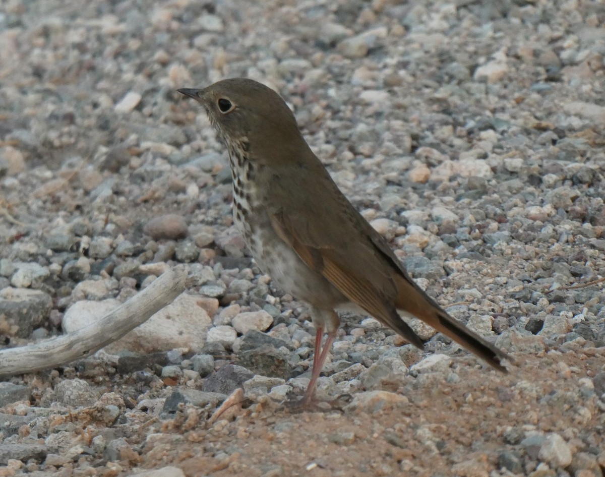 Hermit Thrush - James Atkinson