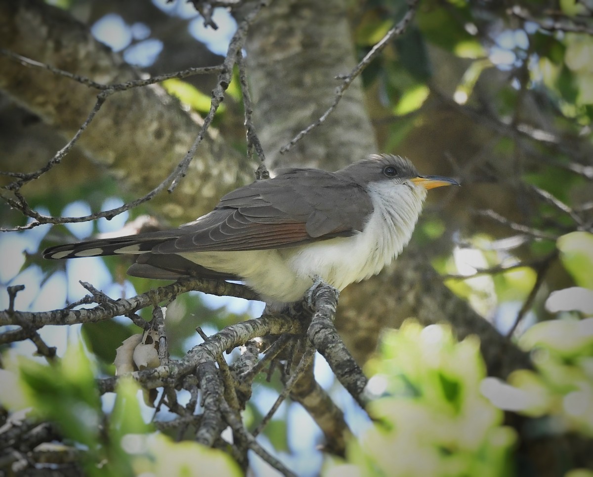 Yellow-billed Cuckoo - ML619585861