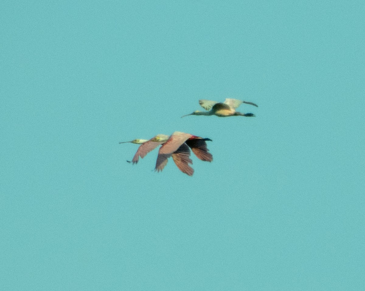 Roseate Spoonbill - Mark Penkower