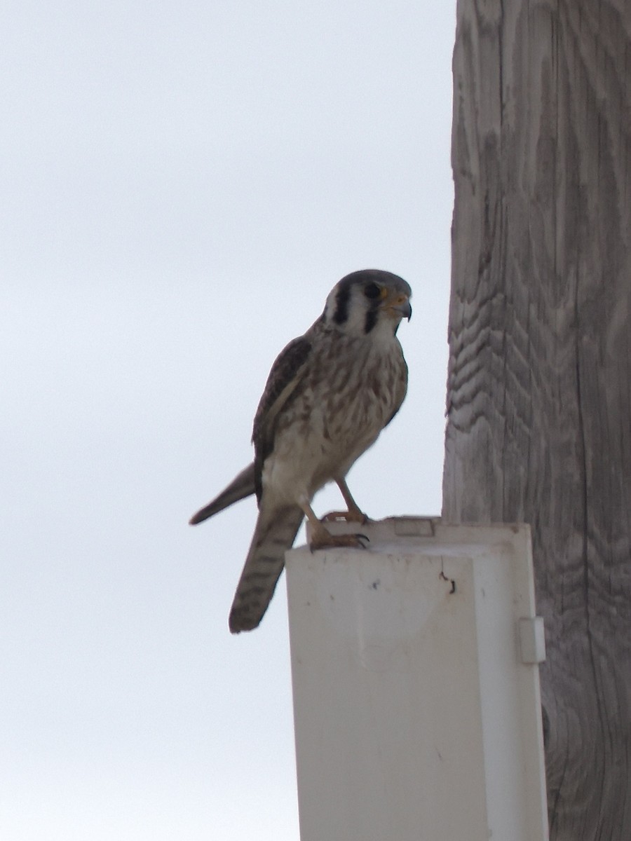 American Kestrel - Anonymous