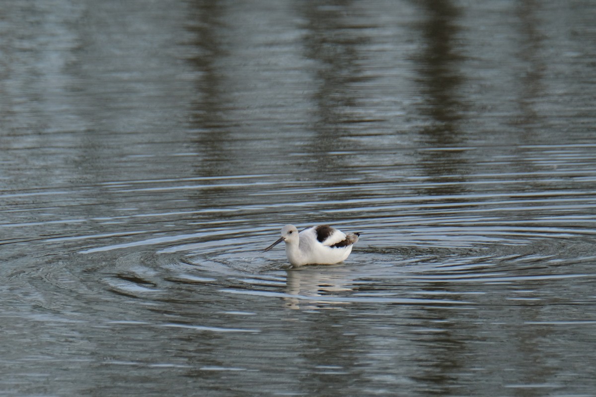 Avocette d'Amérique - ML619585876