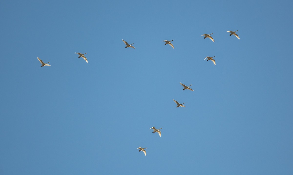 Whooper Swan - ML619585883