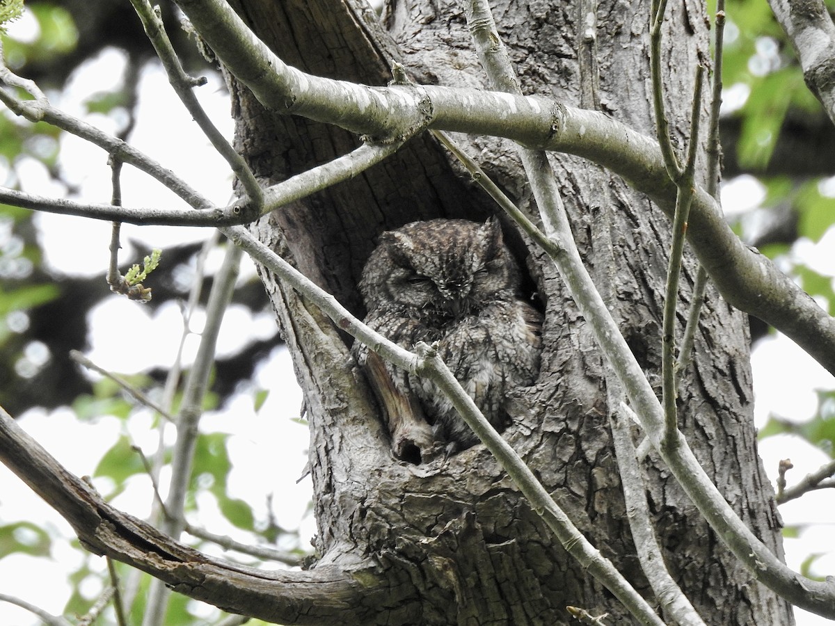 Western Screech-Owl - Cory Leigh Rahman