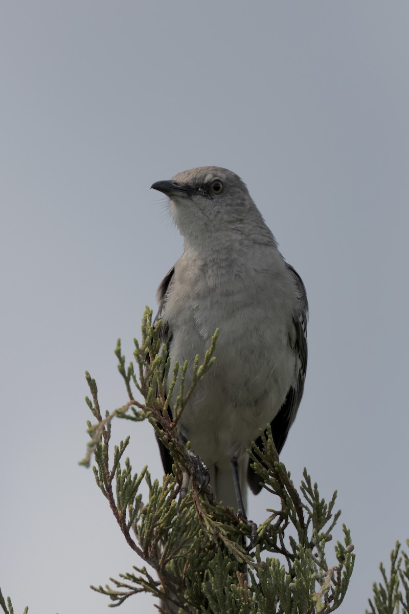 Northern Mockingbird - Anonymous