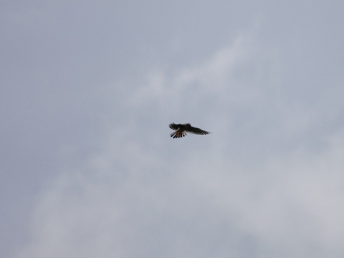 American Kestrel - Yi-Ying Lee