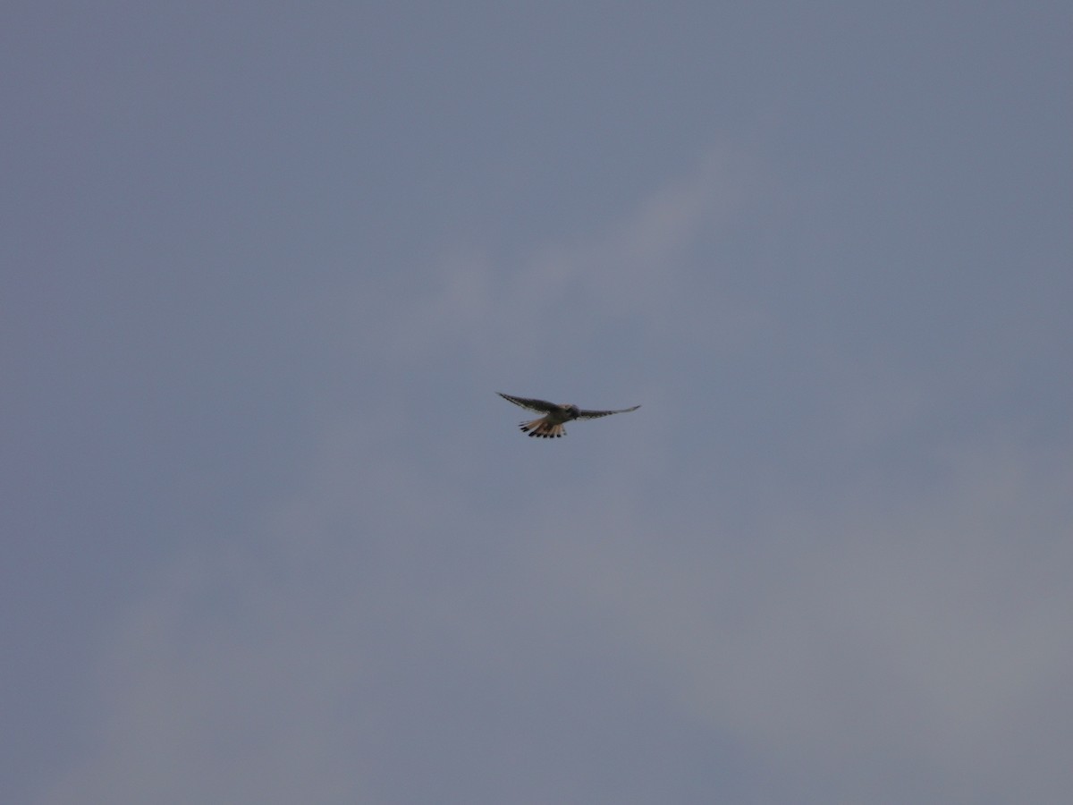 American Kestrel - Yi-Ying Lee