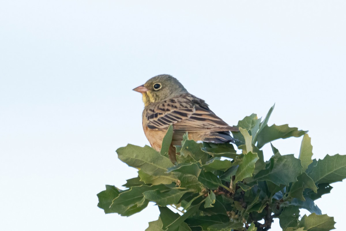 Ortolan Bunting - ML619585896