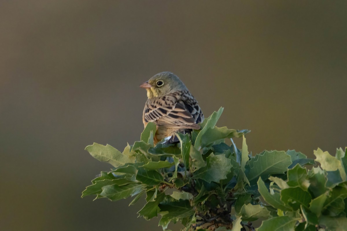 Ortolan Bunting - Alejandro Sanz