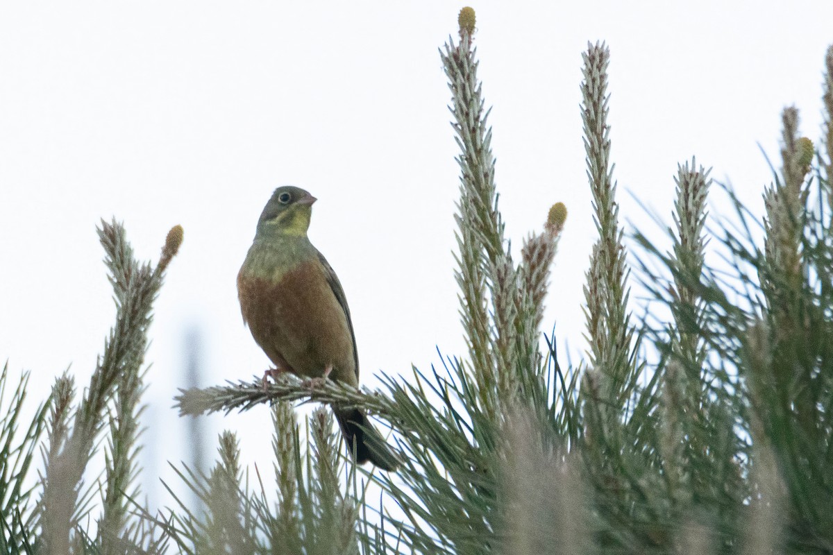 Ortolan Bunting - ML619585902