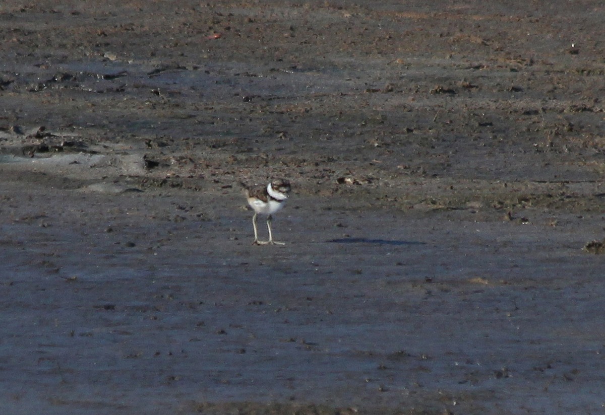 Killdeer - ML619585906