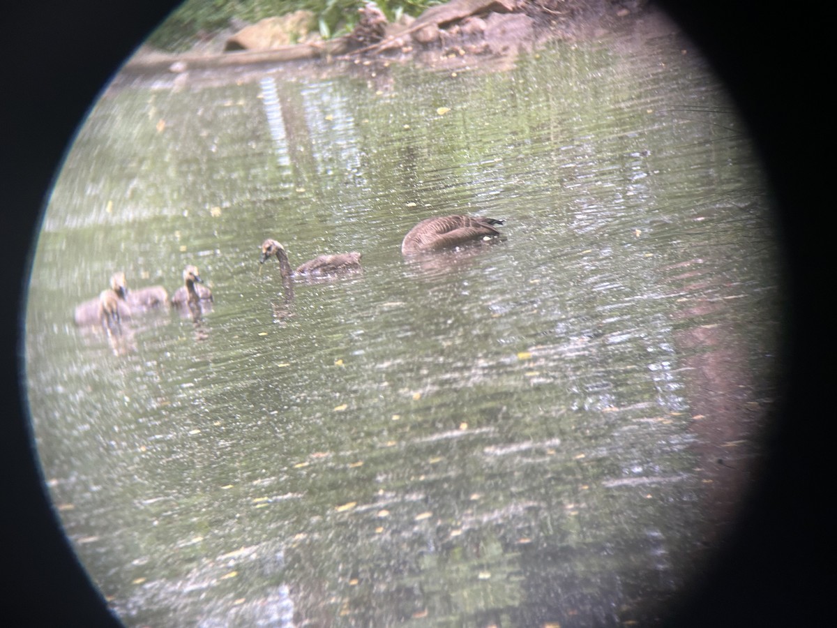 Canada Goose - Mathew Sumner