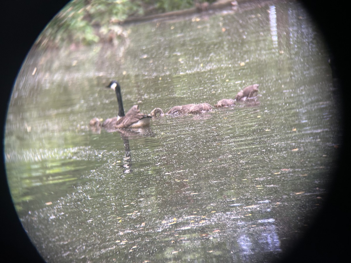 Canada Goose - Mathew Sumner