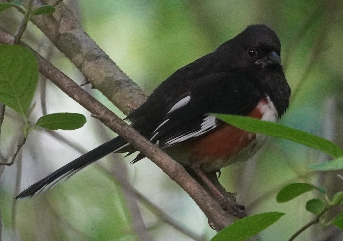 Eastern Towhee - John McCallister