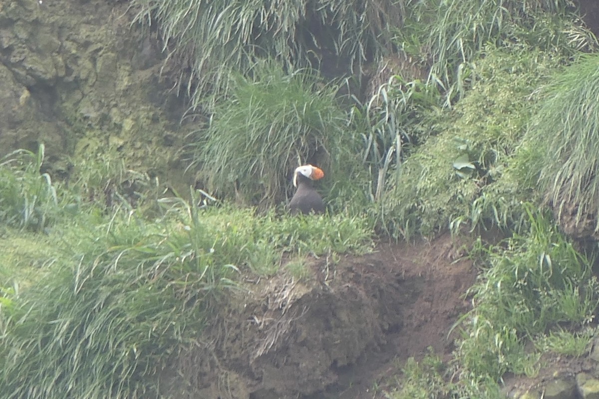 Tufted Puffin - Lauren Hatch