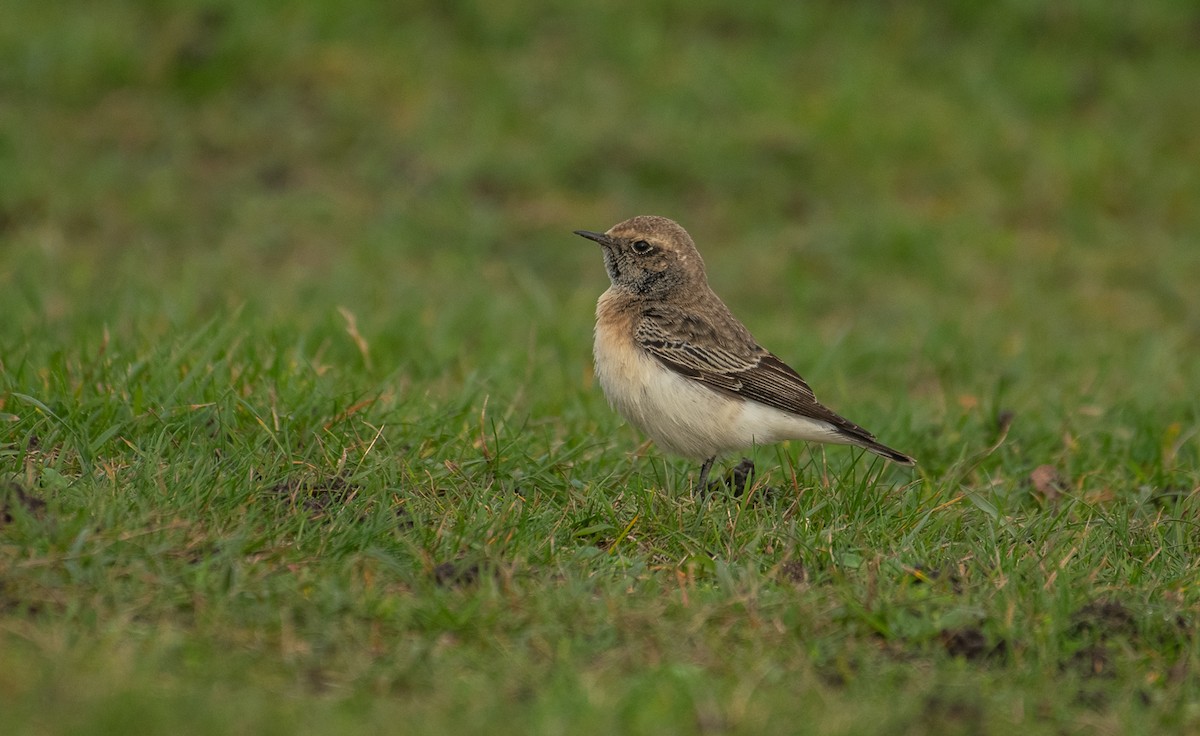 Pied Wheatear - Theo de Clermont