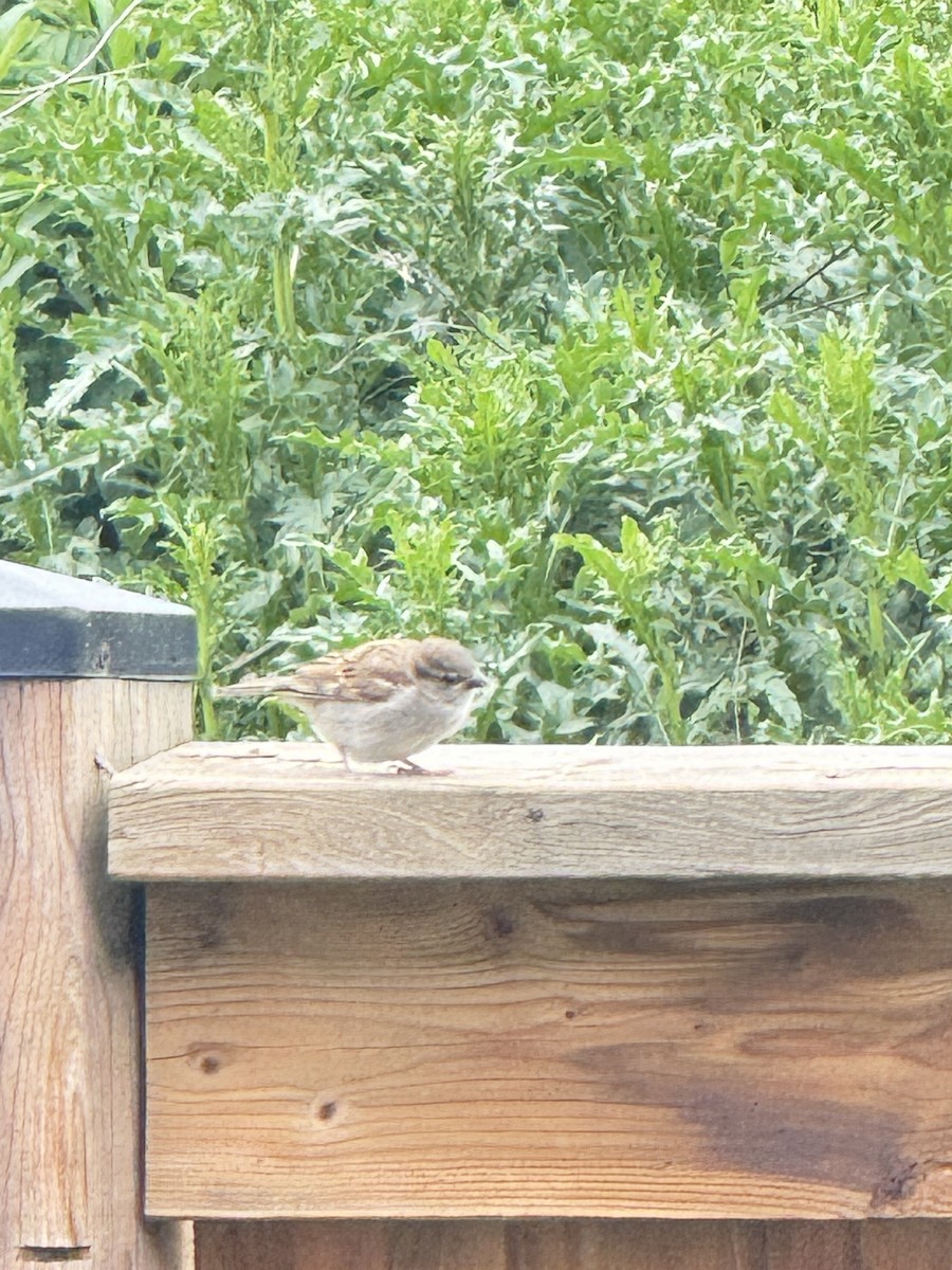 House Sparrow - Dinesh Sikand