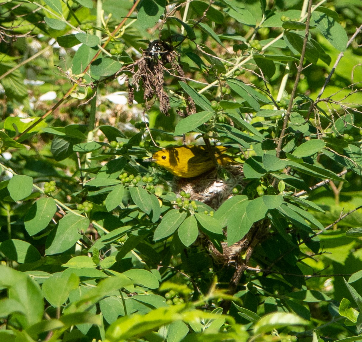 Yellow Warbler - ML619585930