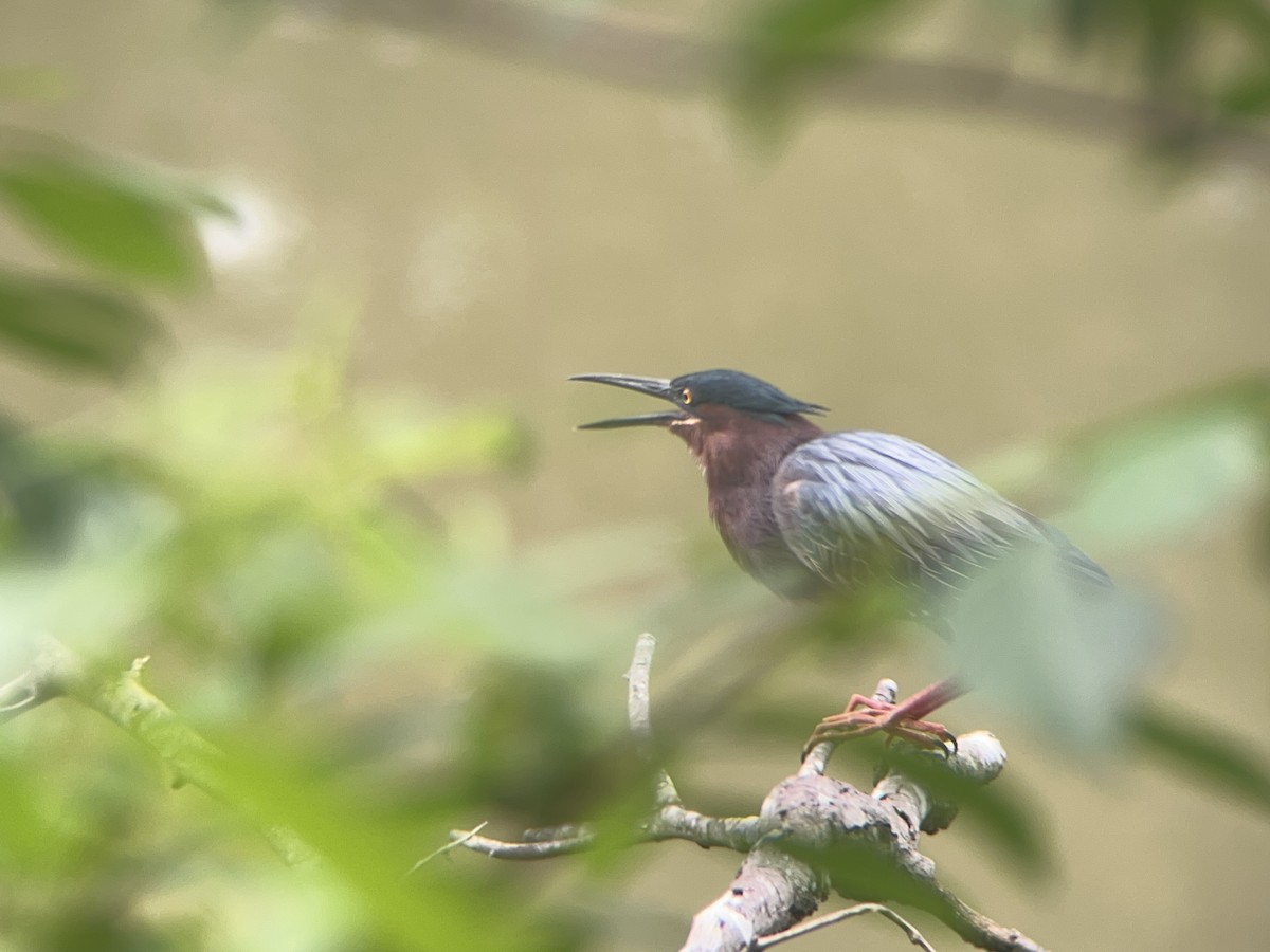 Green Heron - Mathew Sumner