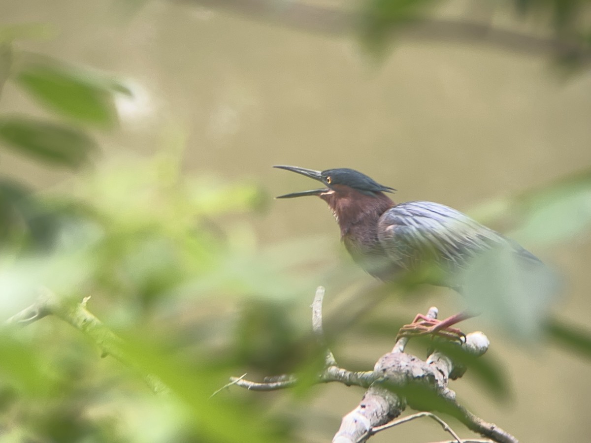 Green Heron - ML619585933