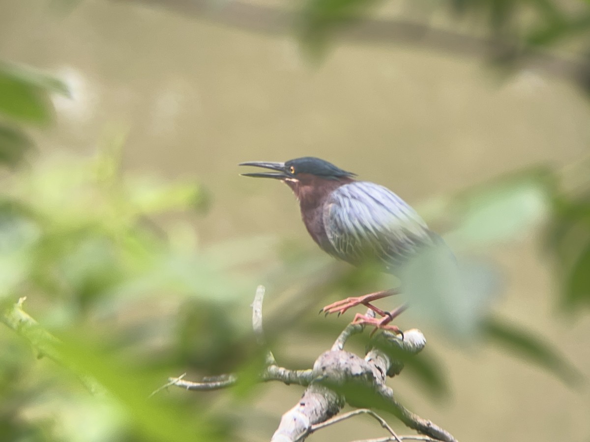 Green Heron - Mathew Sumner