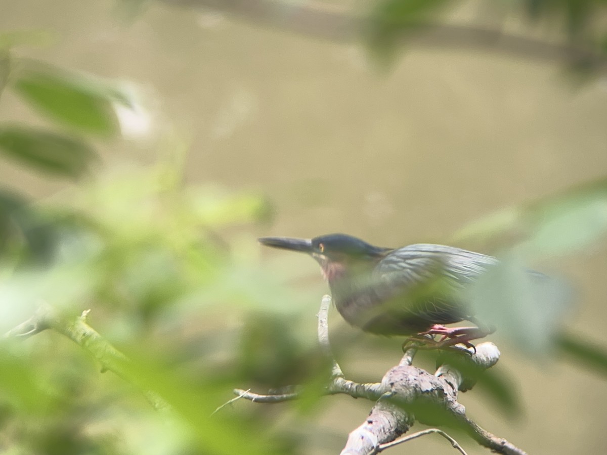 Green Heron - Mathew Sumner