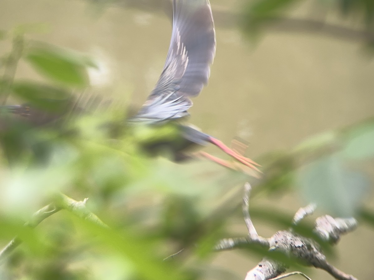 Green Heron - Mathew Sumner