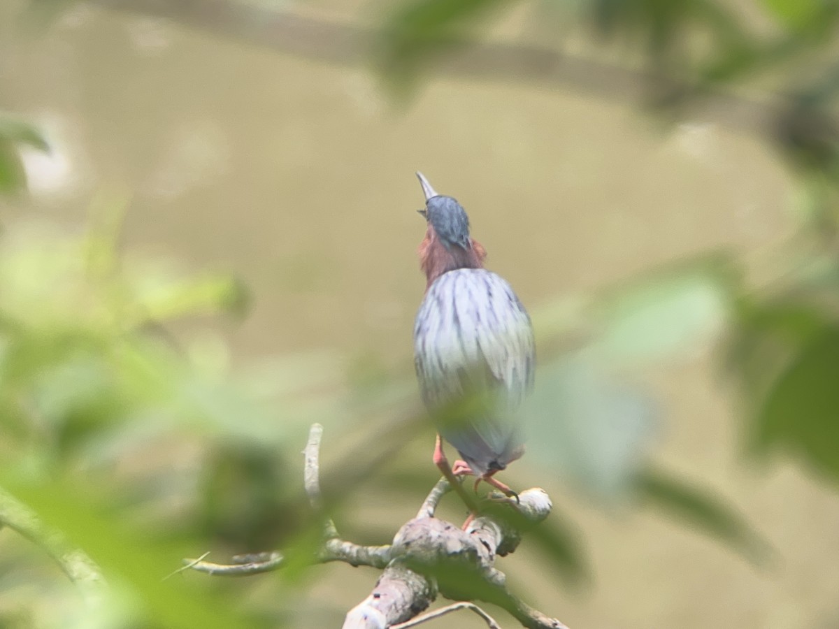 Green Heron - Mathew Sumner