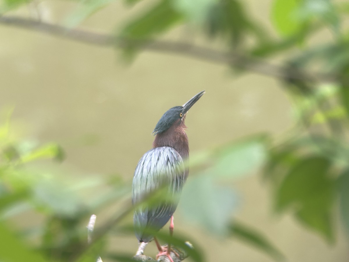 Green Heron - Mathew Sumner