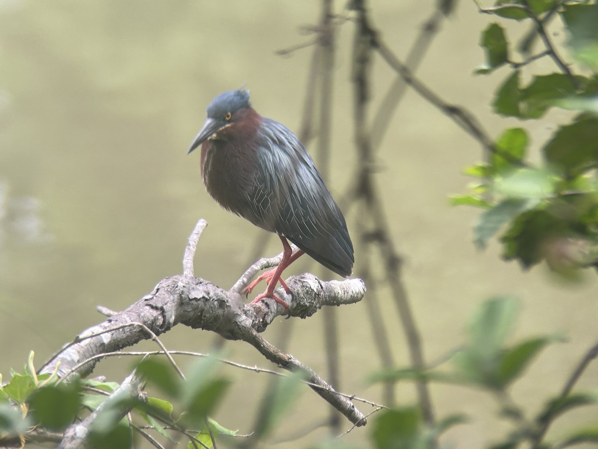 Green Heron - Mathew Sumner