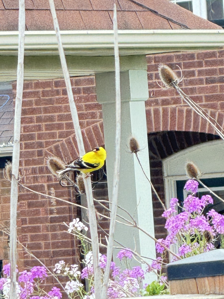 American Goldfinch - Dinesh Sikand