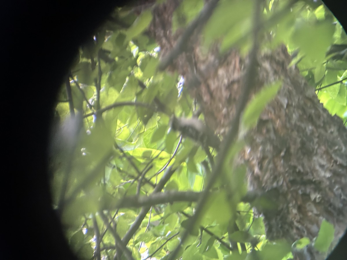 Downy Woodpecker - Mathew Sumner