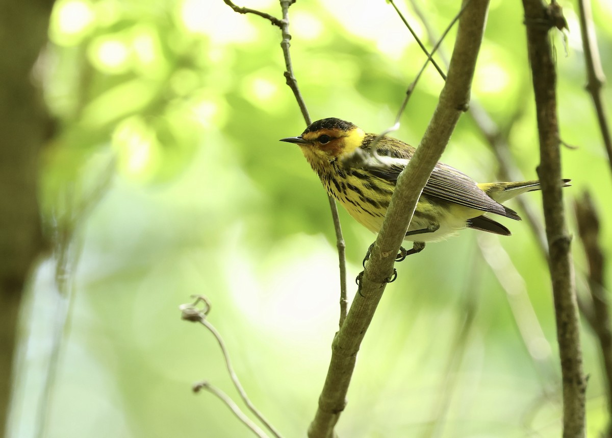 Cape May Warbler - Grace Simms  🐦‍⬛