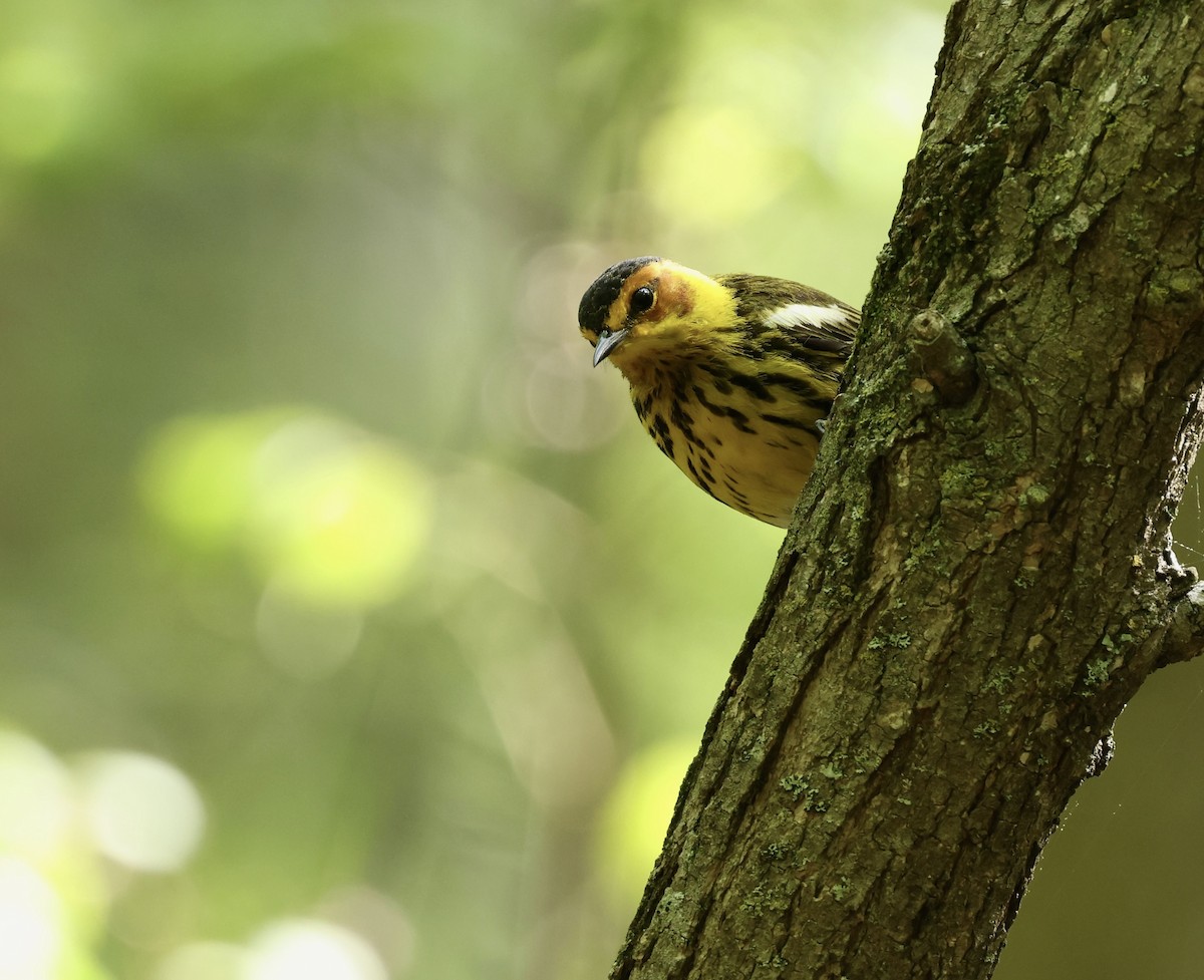 Cape May Warbler - Grace Simms  🐦‍⬛