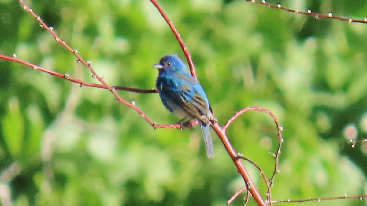 Indigo Bunting - Merri R