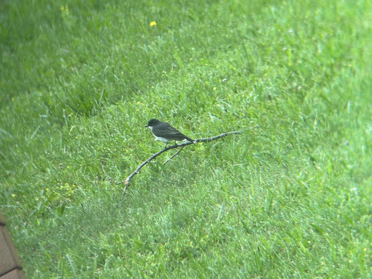 Eastern Kingbird - Mathew Sumner