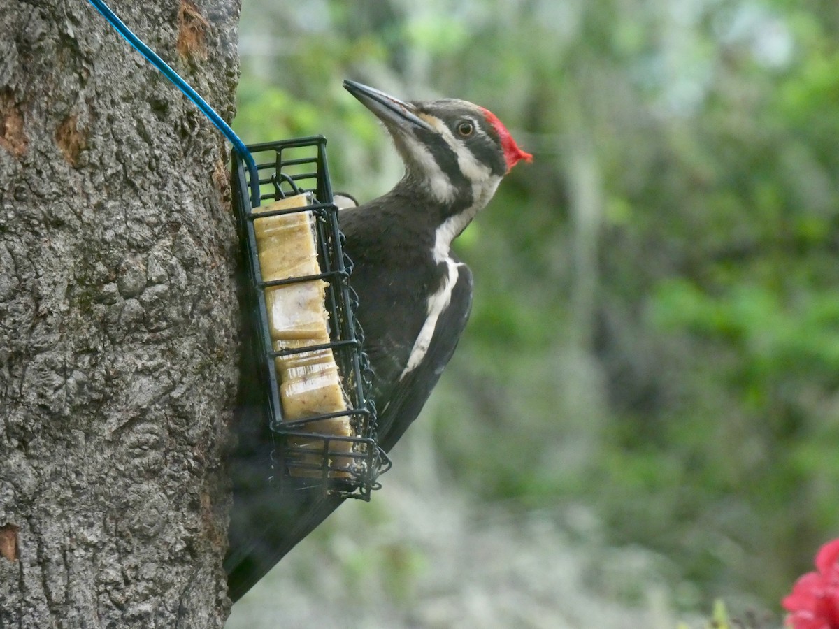 Pileated Woodpecker - Jannaca Chick