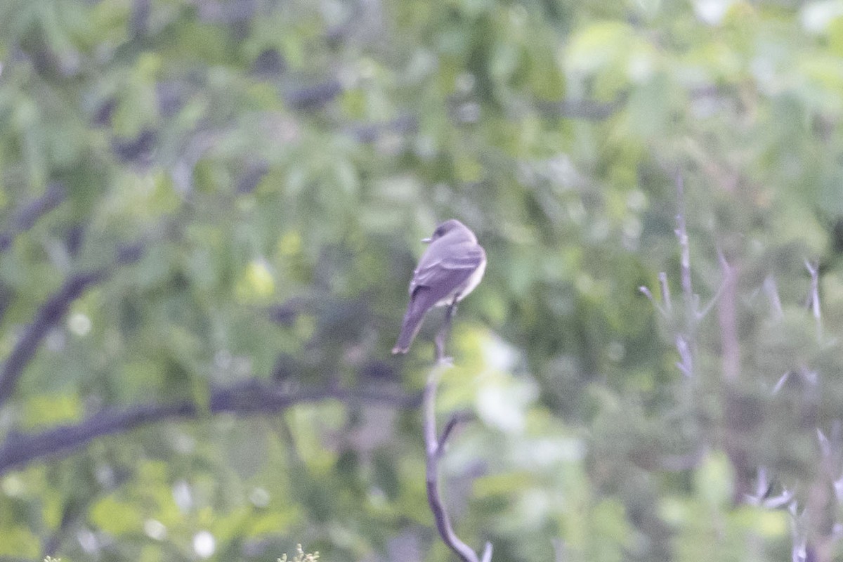 new world flycatcher sp. - ML619585973