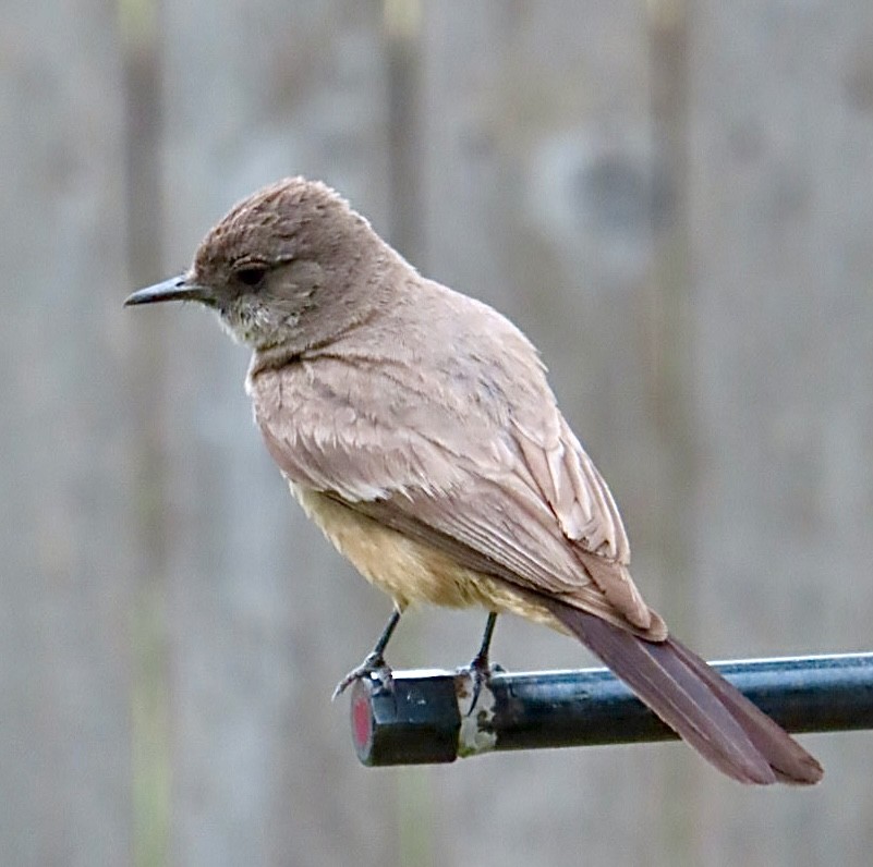 Say's Phoebe - Holly Key