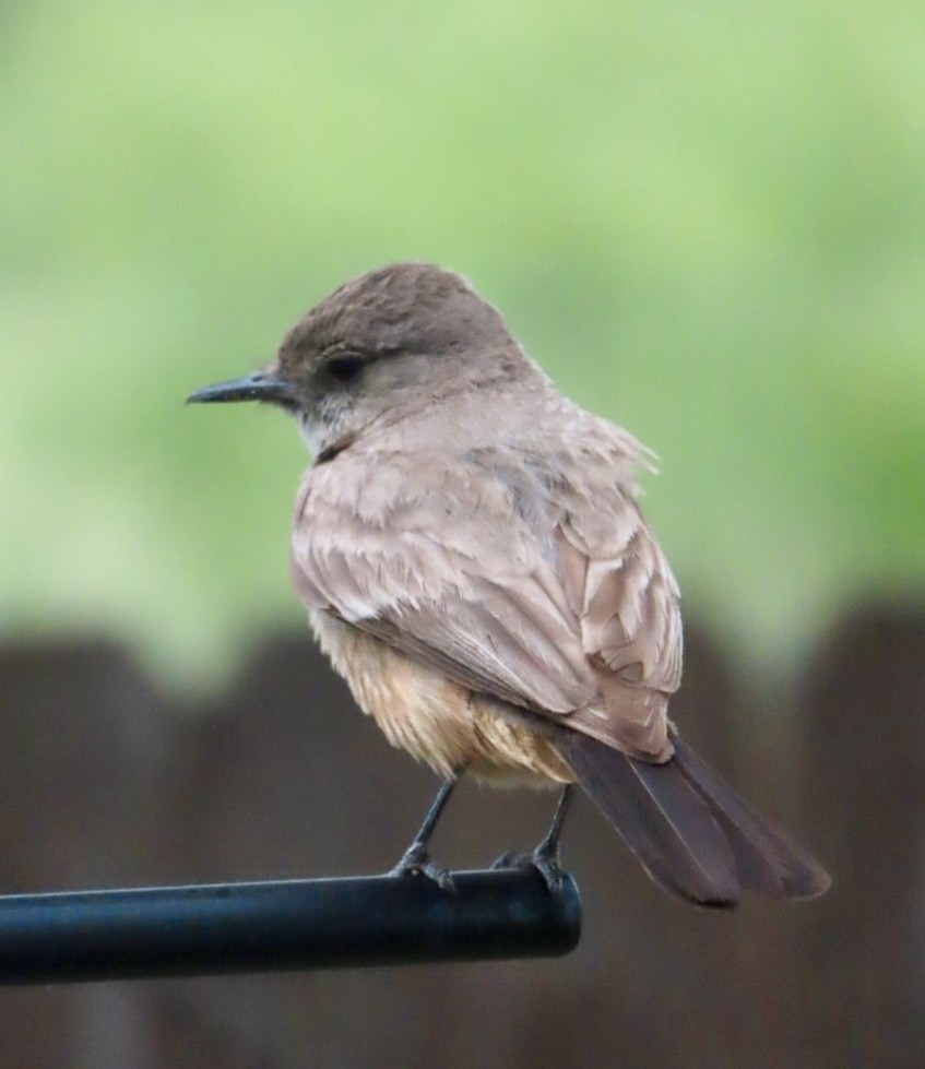 Say's Phoebe - Holly Key