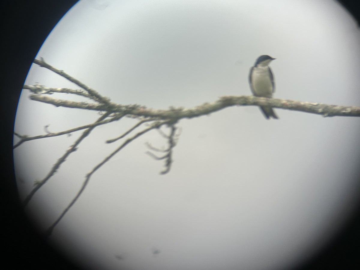 Tree Swallow - Mathew Sumner