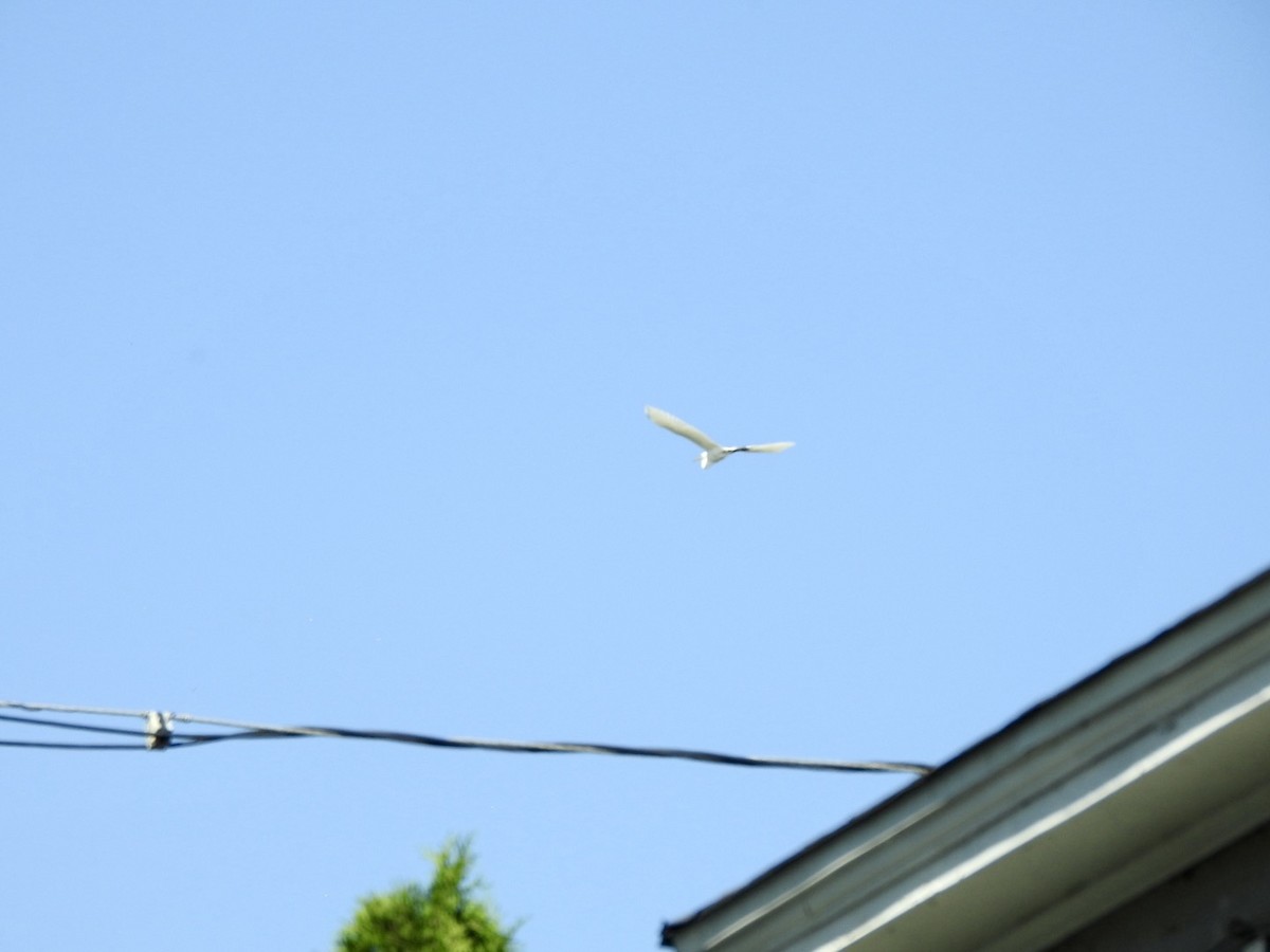 Great Egret - Stewart Griggs