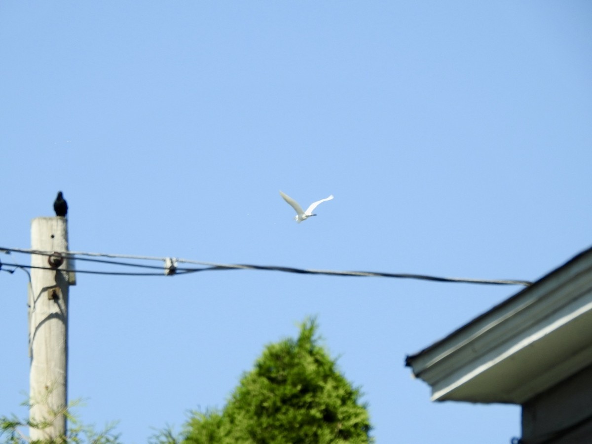 Great Egret - Stewart Griggs